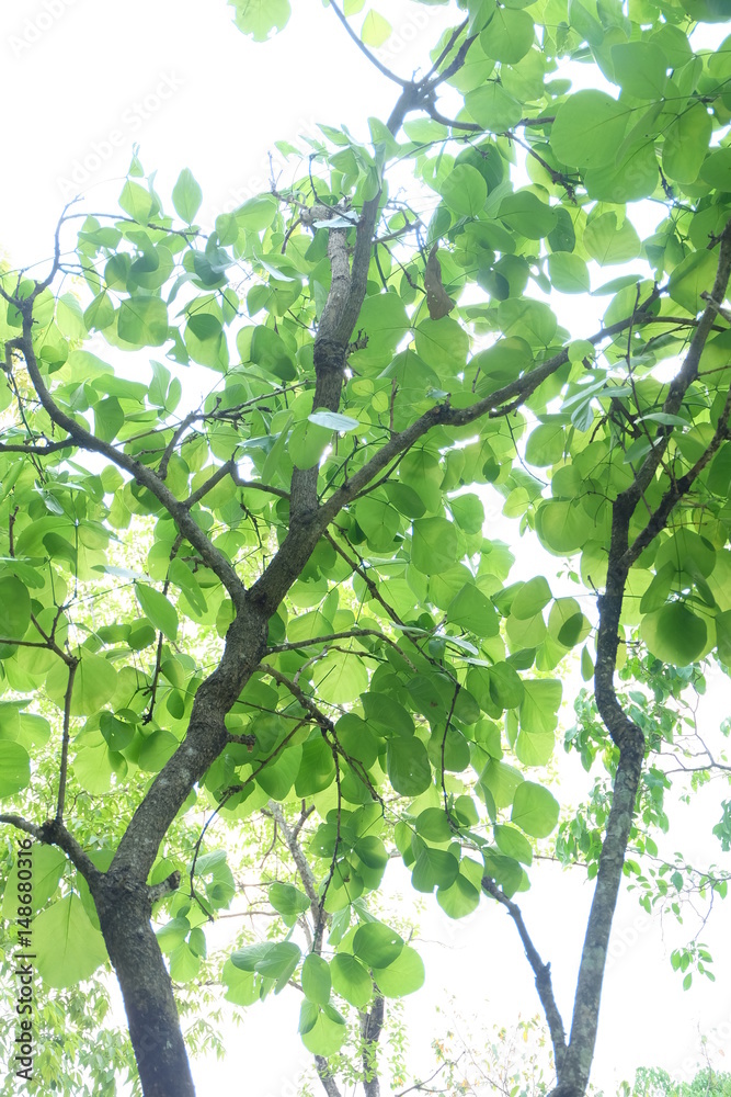 Fototapeta premium Beautiful green tree 