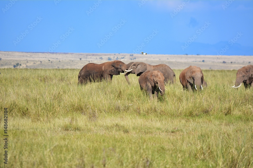 Kenia Safari Kenia Safari