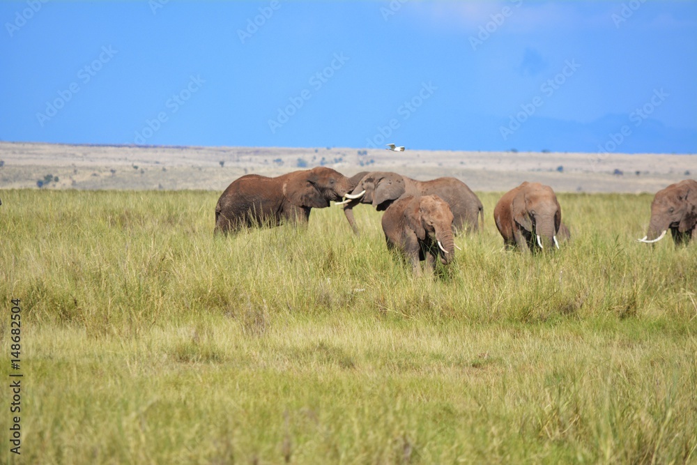 Kenia Safari