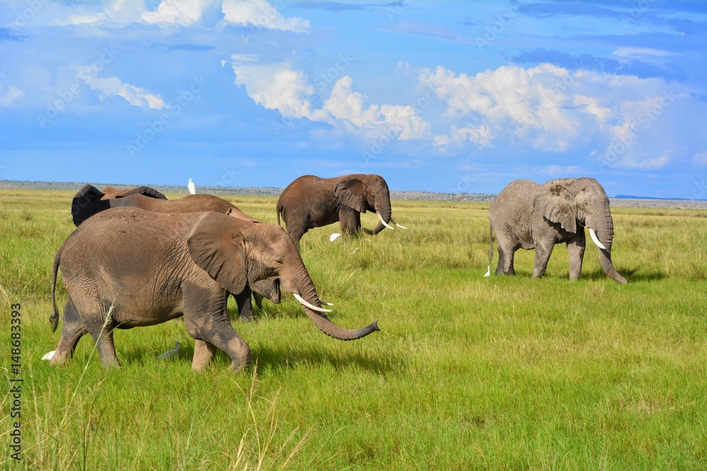 Fototapeta premium Kenia Safari