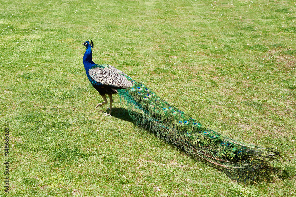 Naklejka premium Peacock on grass of park