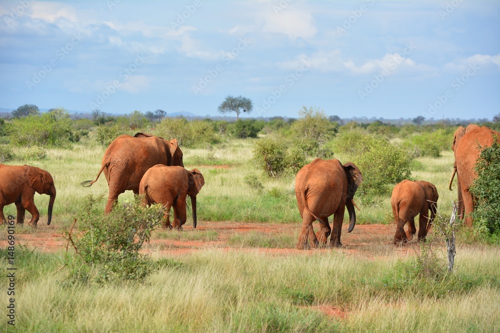 Obraz premium Kenia Safari