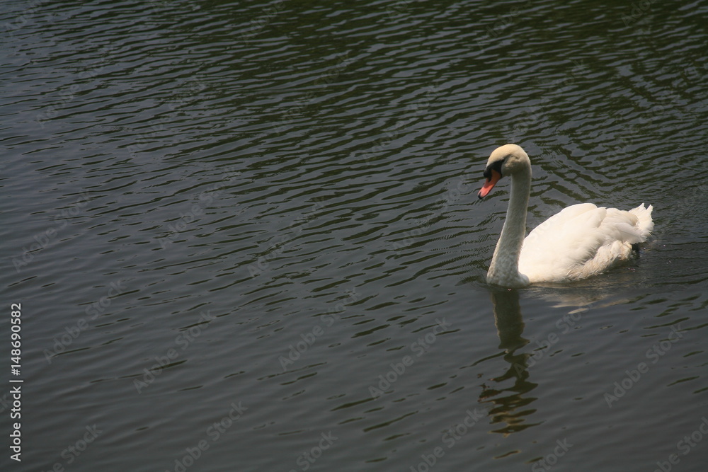 White swan White swan