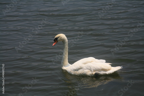 White swan