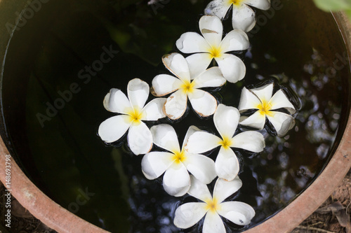 Plumeria Flowers In Garden Water Bowl