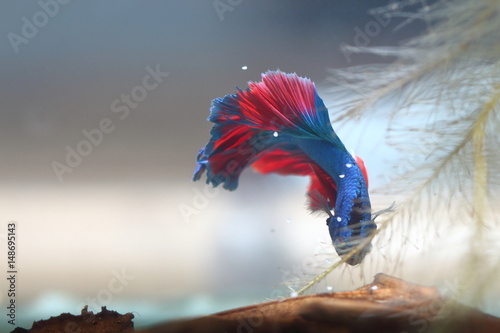 Bison fish are collecting eggs in the Bubble nest.