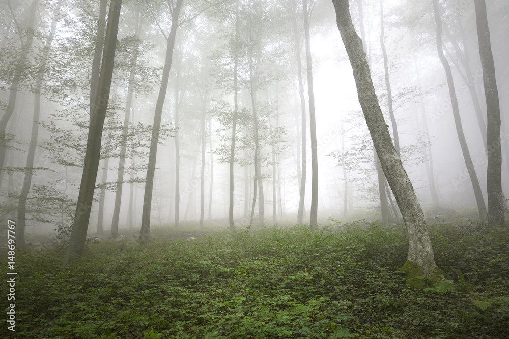 Obraz premium Beautiful morning foggy forest trees with green leaves.