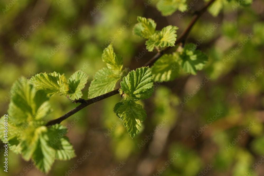 Young foliage of vesicerberry in early spring. Young foliage of vesicerberry in early spring.