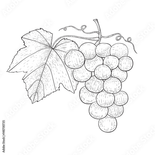 Grapes. Outline hand drawn sketch