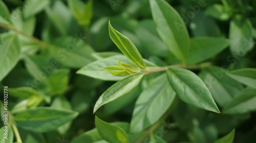 Green bush