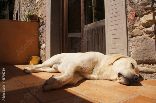 Labrador schläft in der Sonne