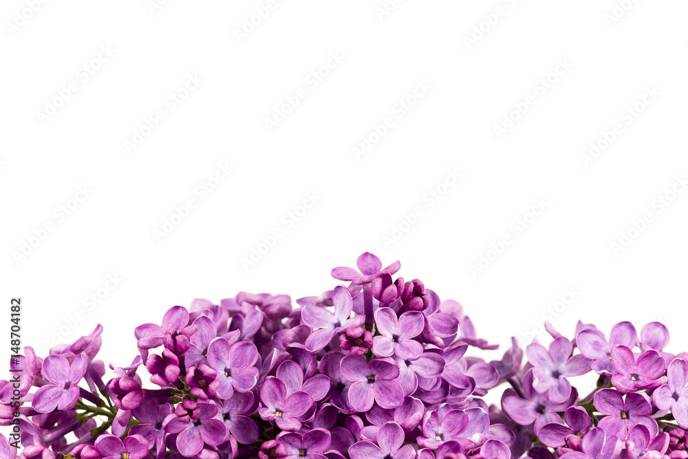 beautiful purple syringa lilac blossoms isolated on white background with copy space for greeting message