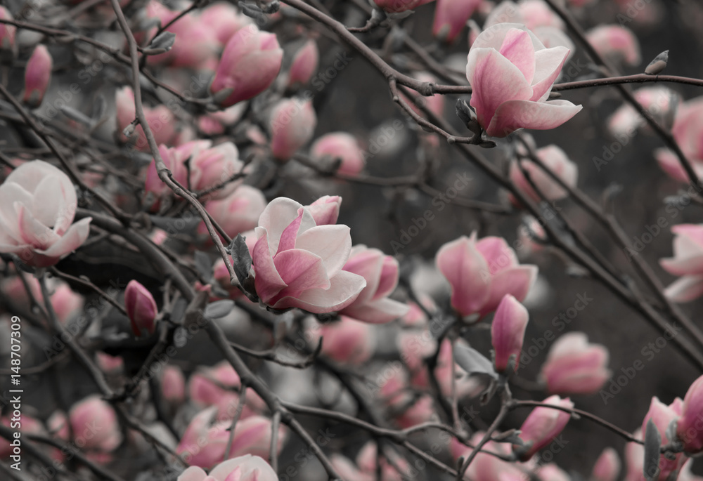 Background with blooming pink magnolia flowers Background with blooming pink magnolia flowers