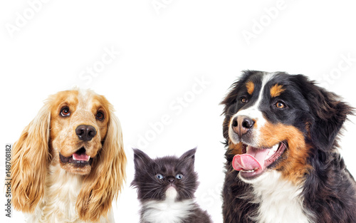 Dog and kitten on a white background