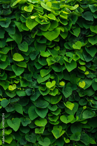 green wall, plants background