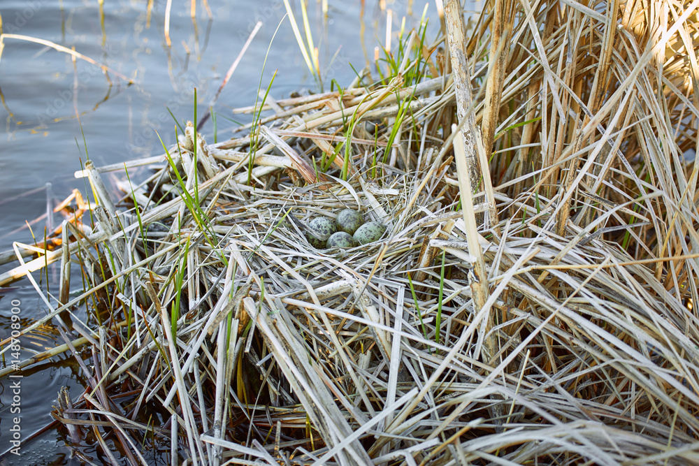 Laying eggs in a nest on the water in the wild. Laying eggs in a nest on the water in the wild.