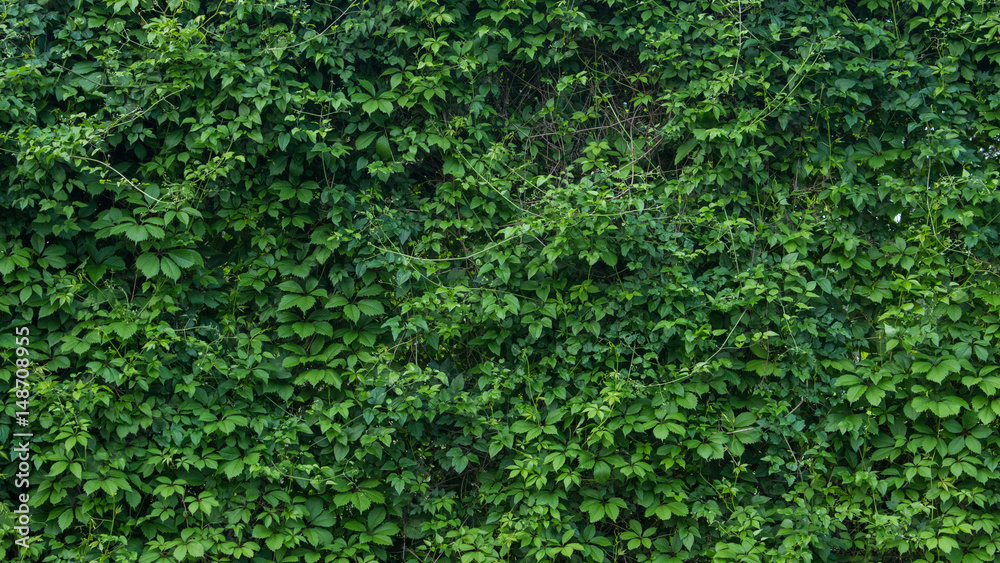 green wall, plants background - obrazy, fototapety, plakaty 