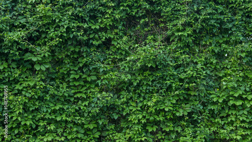 green wall, plants background © igorsm8