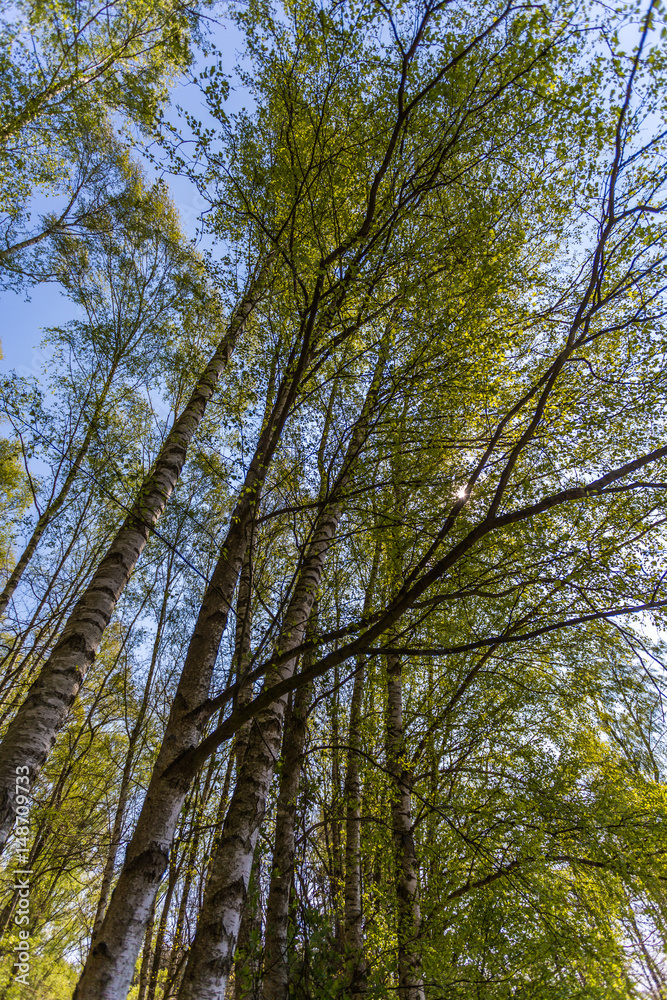 Obraz premium birken