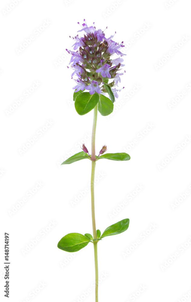 Blooming Wild Thyme (Thymus serpyllum) isolated on white background Blooming Wild Thyme (Thymus serpyllum) isolated on white background