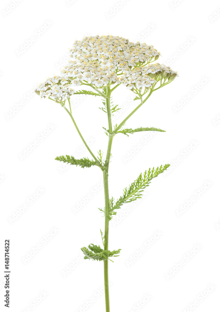 Yarrow (Achillea millefolium) flower isolated on white background