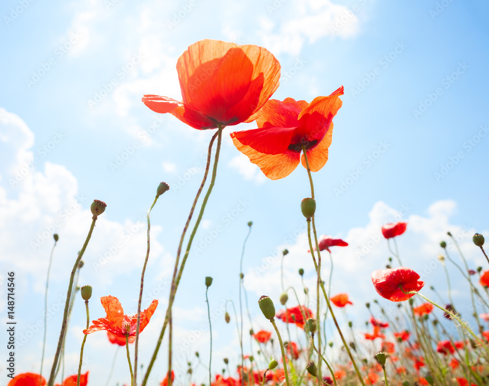 Fototapeta premium Two poppies against blue sky with white clouds.