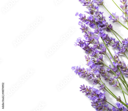 Sprigs of lavender isolated on white background.