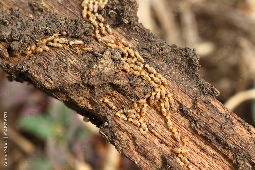 termite make colony in wood to eat and make hold. you can see damage on wood