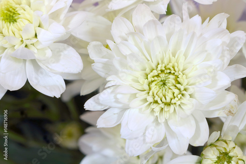 beautiful white flowers close up feel smooth