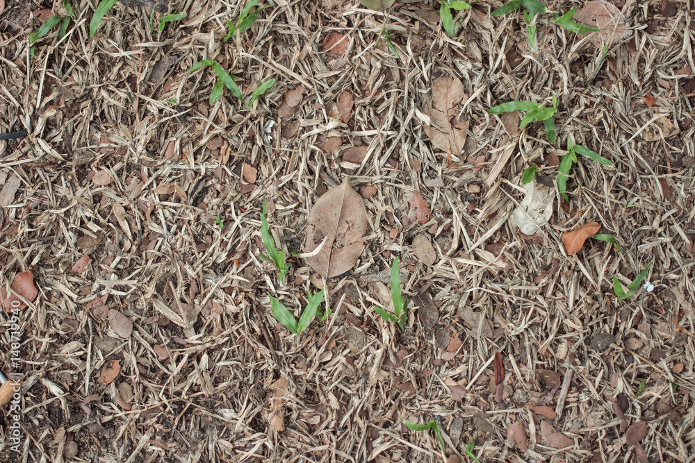 Dry leaves on dry grass in autumn.