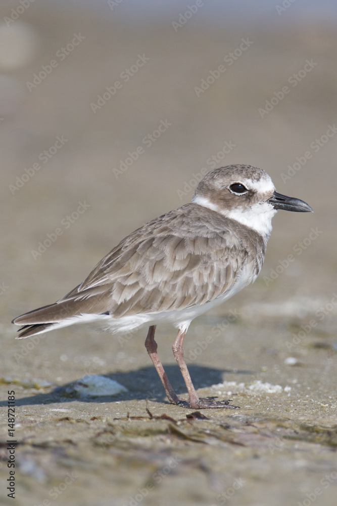 Wilson's Plover, Charadrius wilsonia Wilson's Plover, Charadrius wilsonia