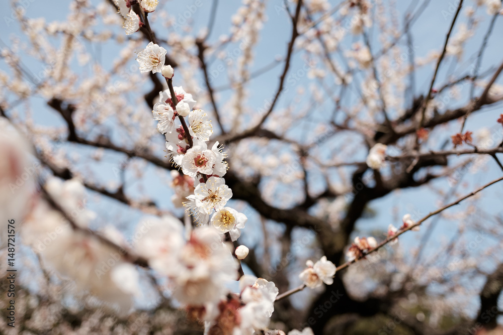 Cherry blossoms in full bloom in Japan Cherry blossoms in full bloom in Japan