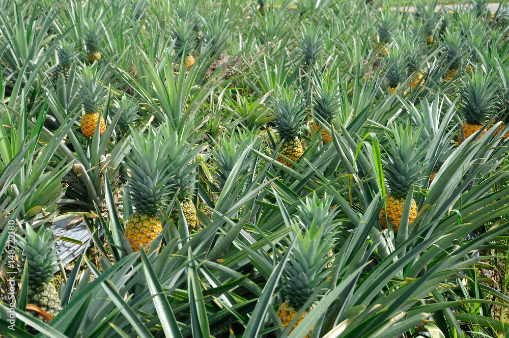 Views on pineapple farms located in Serdang, Selangor, Malaysia. There