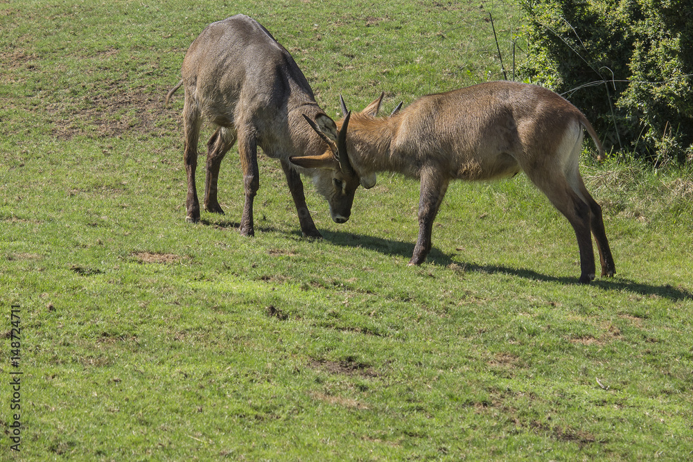 antilope alcina o eland comune (Taurotragus oryx) antilope alcina o eland comune (Taurotragus oryx)
