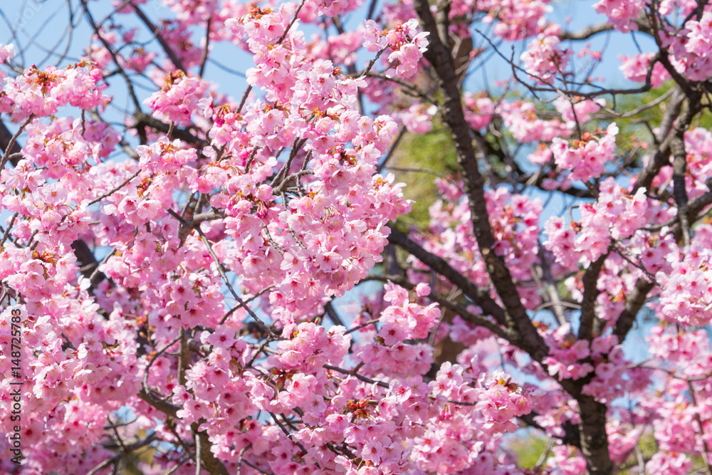 甲府駅周辺の桜
