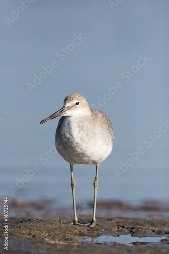 Eastern Willet, Tringa semipalmata