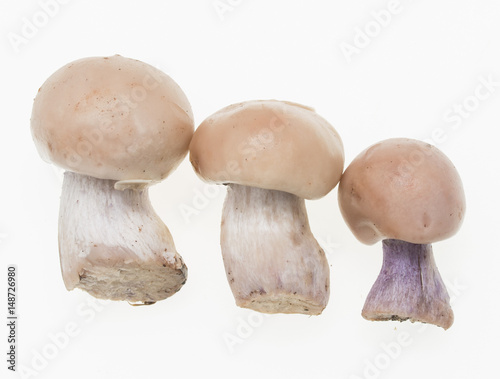 Mushrooms with a blue foot on a white background