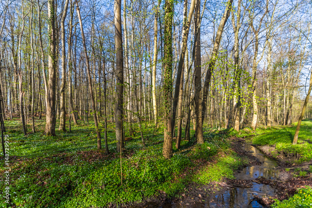 Fototapeta premium Küstenwald