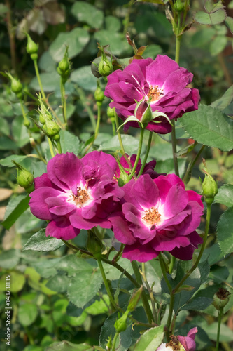 Purple rose