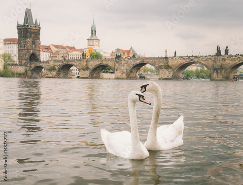 Prague Swans Charles Bridge