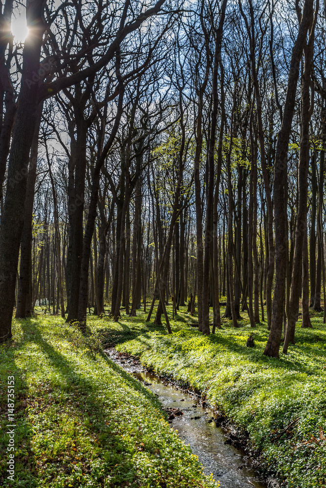 Obraz premium Küstenwald
