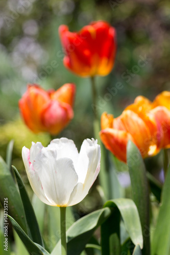 Tulips on flower garden