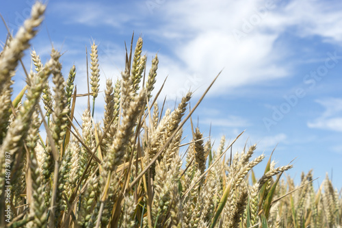 Golden wheat in field.