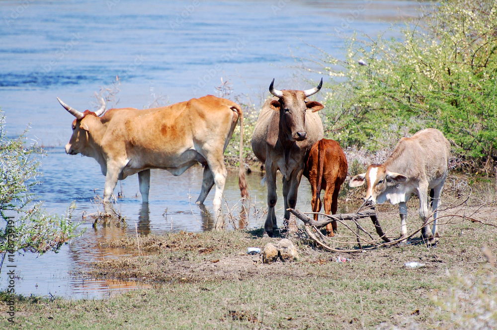 Fototapeta premium Drinking Cattle at a waterhole in Namibia