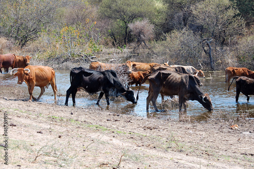 Cattle at a waterhole in Namibia