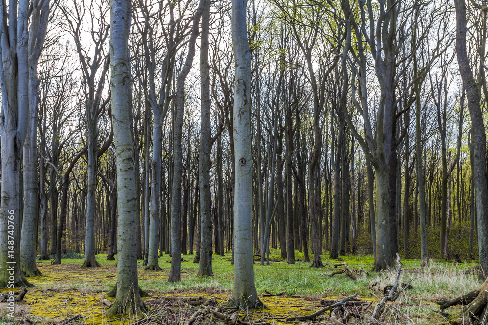 Fototapeta premium Küstenwald