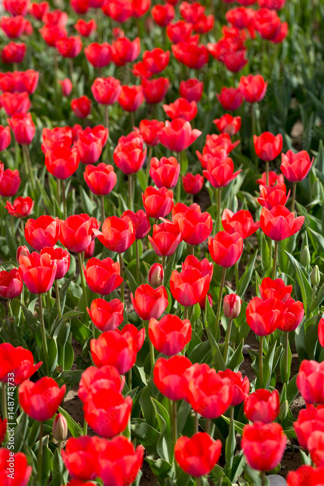 Beautiful red tulips in nature Beautiful red tulips in nature