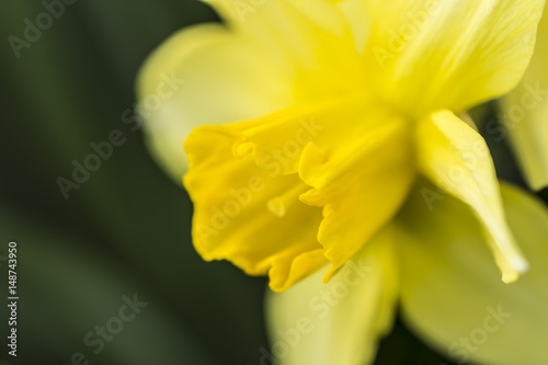 Fototapeta Naklejka Na Ścianę i Meble -  Flowering yellow daffodil