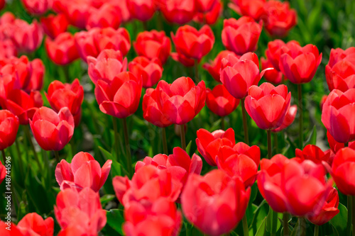 Beautiful red tulips in nature