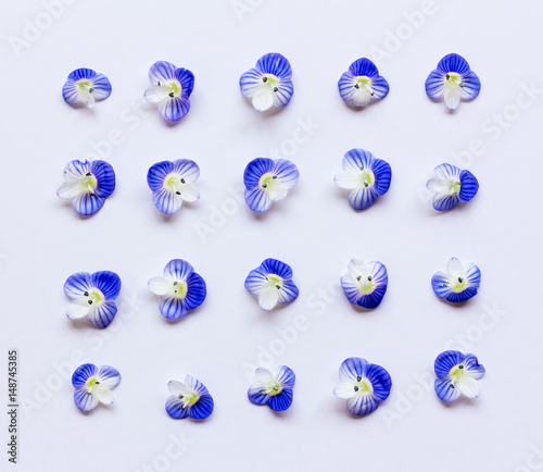 Pattern with blue flower petals on a white background. Flat lay, top view